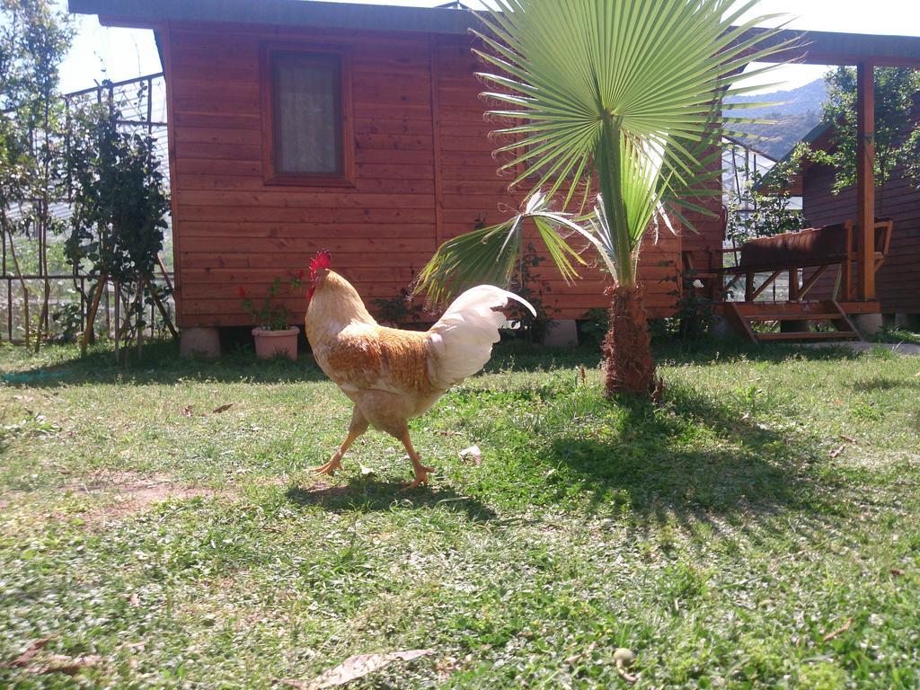 Sera Pansiyon Çıralı Luaran gambar